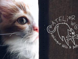 Un chaton jette un oeil à travers une porte au logo du Chat Perché