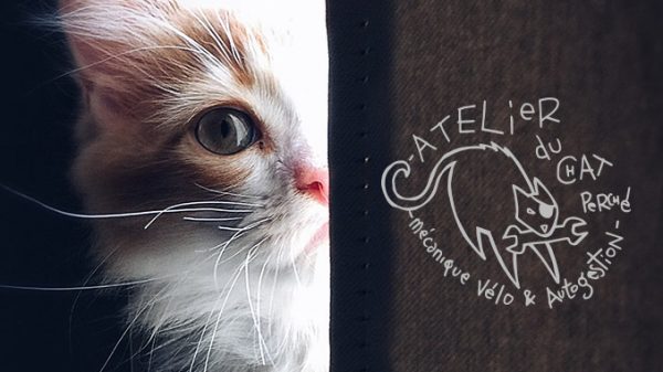 Un chaton jette un oeil à travers une porte au logo du Chat Perché