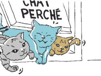 Trois chatons essayant de rentrer en même temps par la chattière de l'atelier