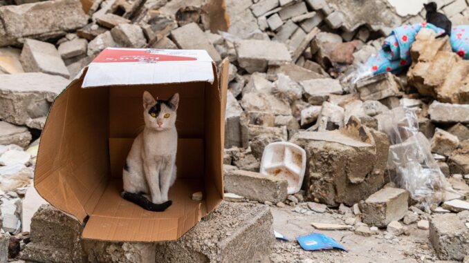 chat-décombres