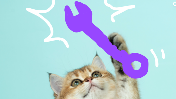 Chat triomphant qui tient une clé mixte